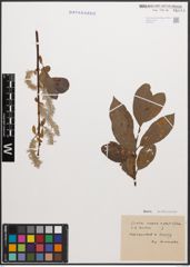 Foto von Salix caprea L. x Salix phylicifolia L.